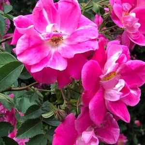 Meet your Posher, Kyoko